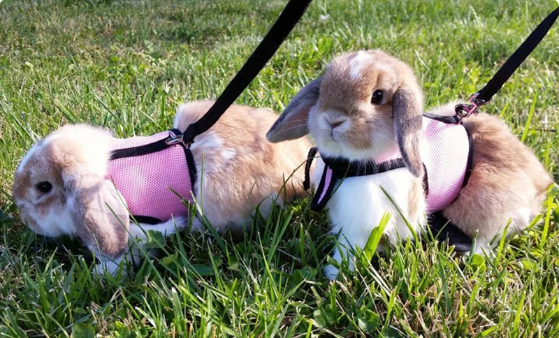 Rabbit Adjustable Harness & Leash Set