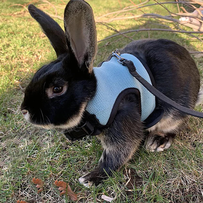 Rabbit Adjustable Harness & Leash Set