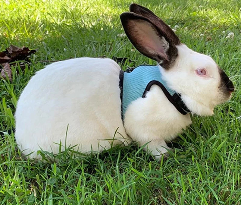 Rabbit Adjustable Harness & Leash Set